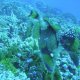45- Baliste a tete jaune croquant du corail 